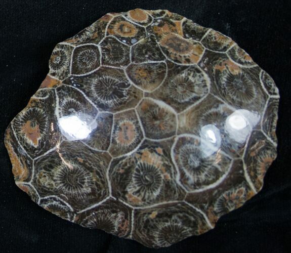 Polished Fossil Coral Colony - Morocco #8847